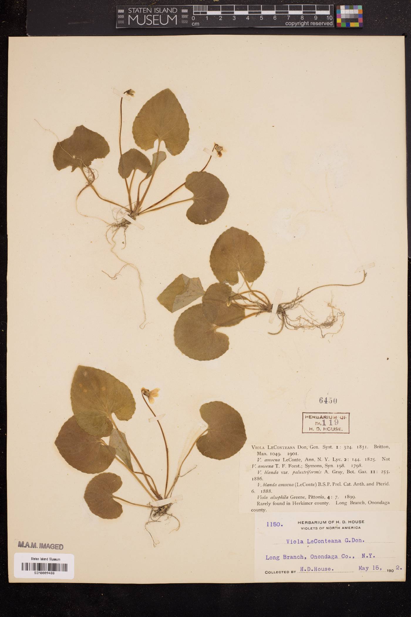 Viola leconteana image