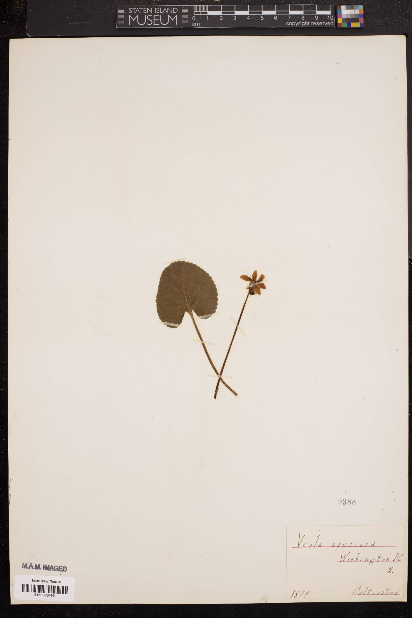 Viola speciosa image