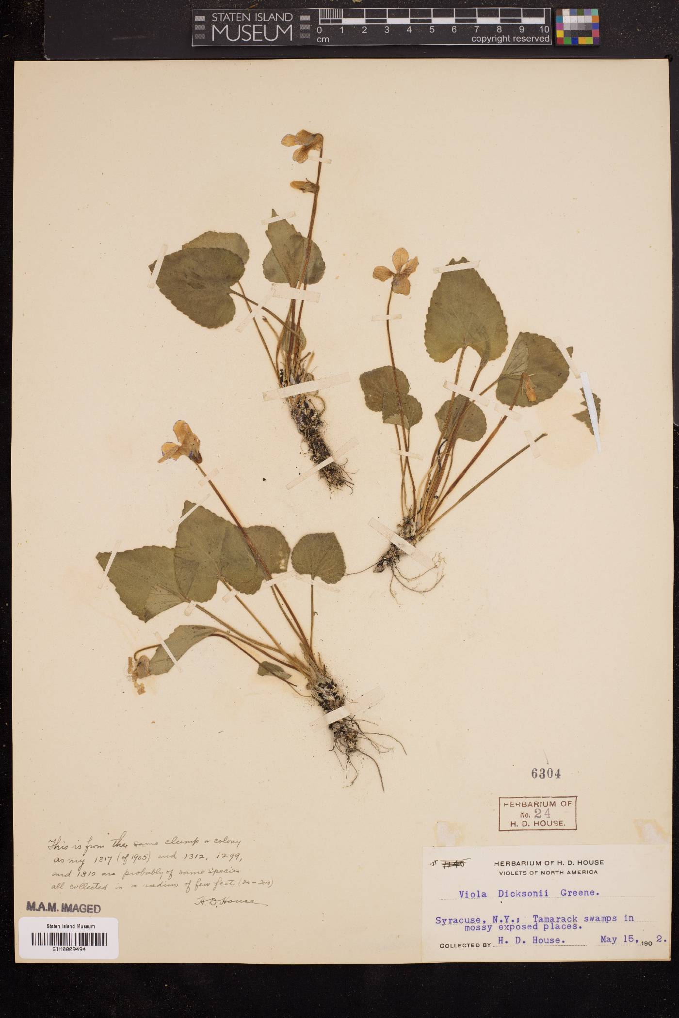 Viola dicksonii image