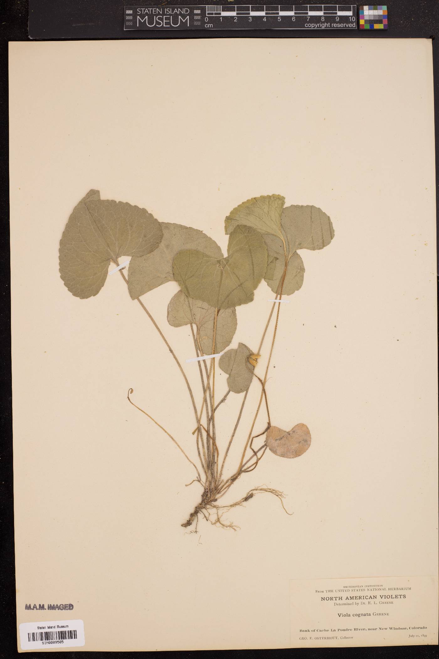 Viola cognata image