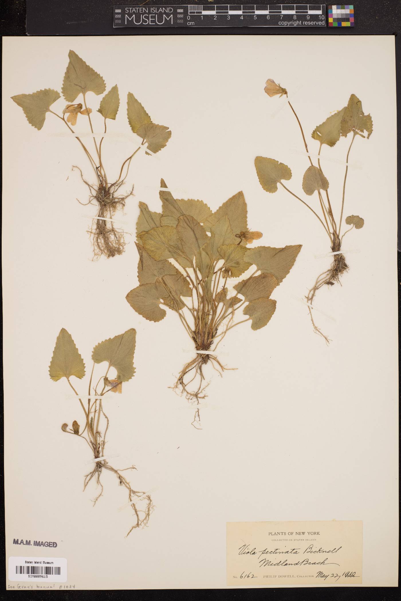 Viola pectinata image