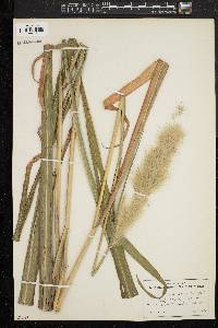 Saccharum alopecuroides image