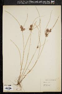 Cyperus diandrus image