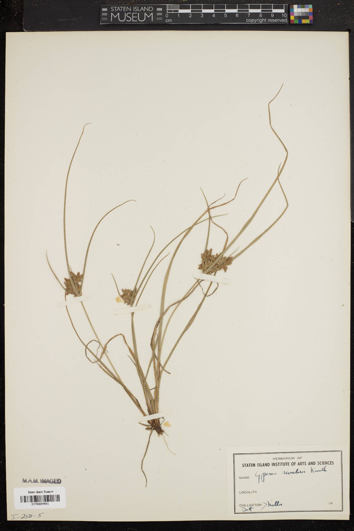 Cyperus strongii image
