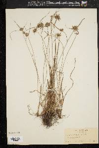 Cyperus filiculmis image