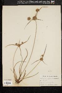 Cyperus filiculmis image
