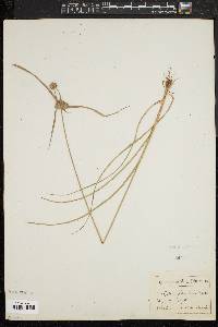 Cyperus filiculmis image