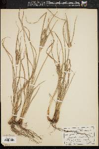 Cyperus schweinitzii image