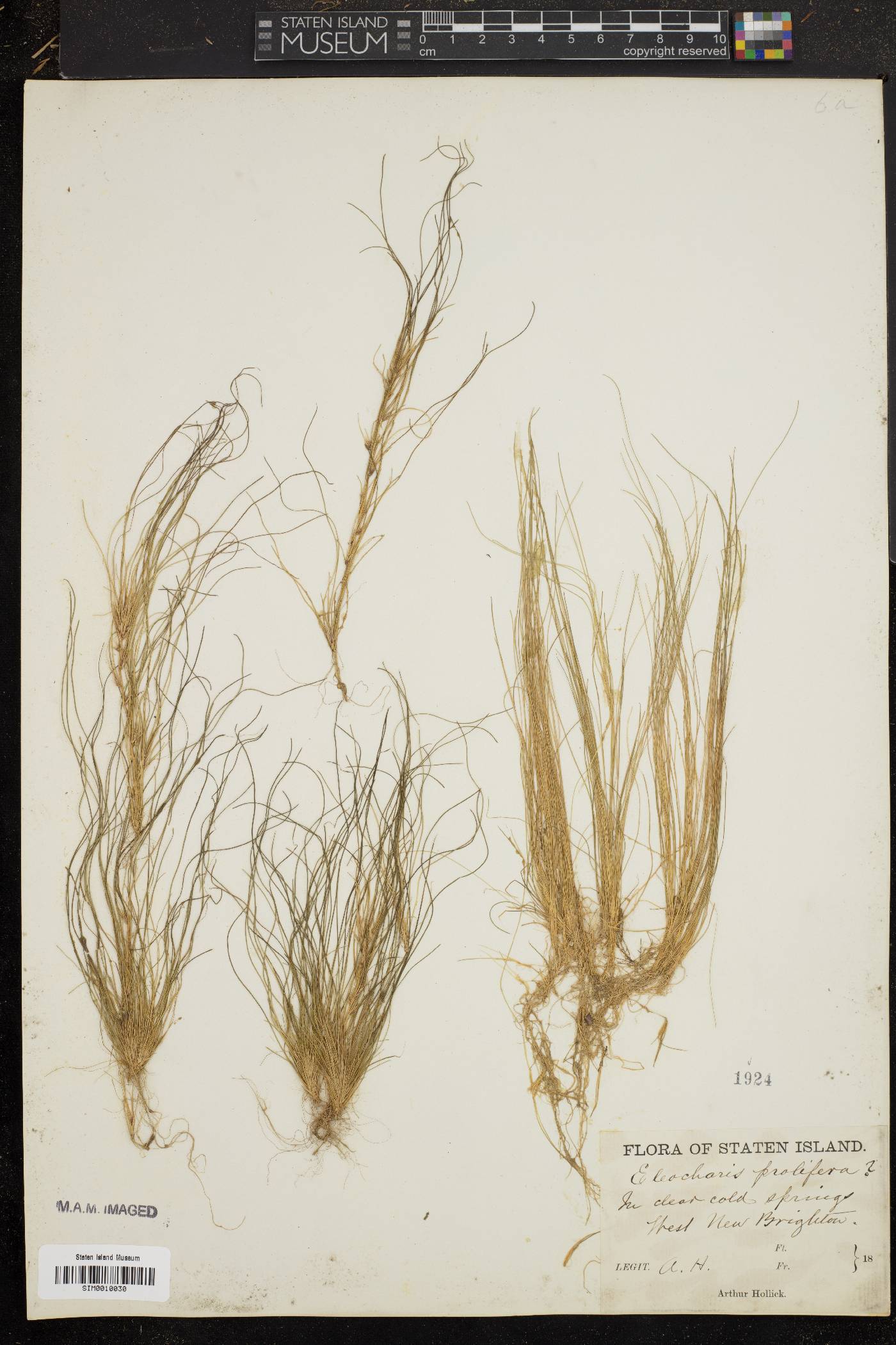 Eleocharis prolifera image