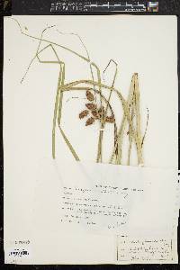 Schoenoplectus fluviatilis image