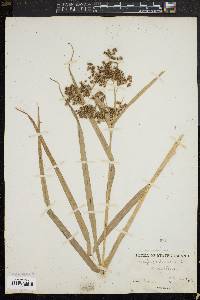 Scirpus sylvaticus image