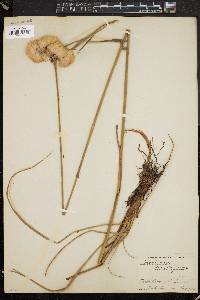 Eriophorum virginicum image