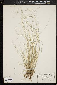 Carex disperma image