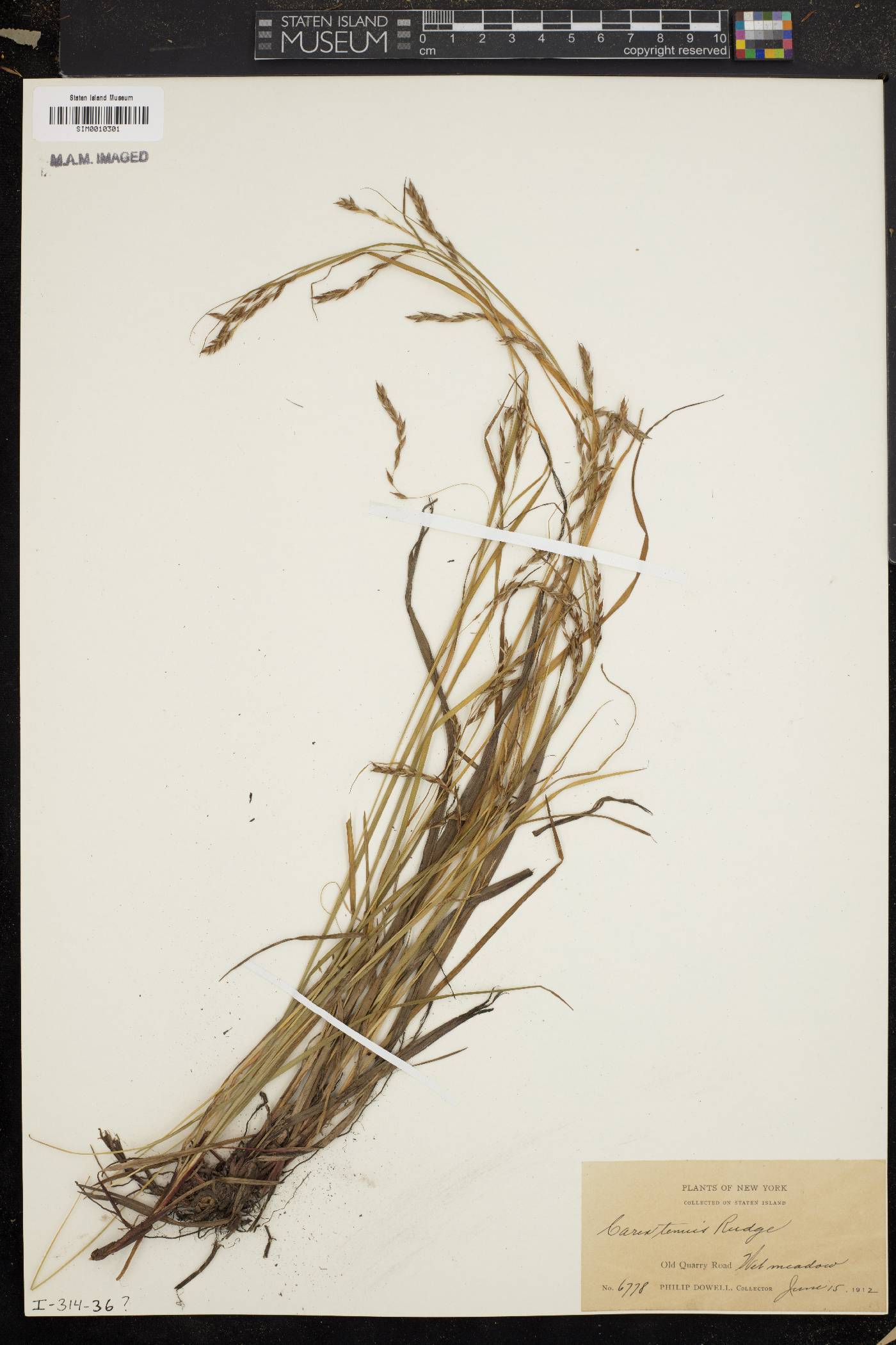 Scleria lithosperma image