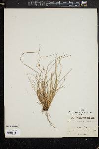 Carex howei image