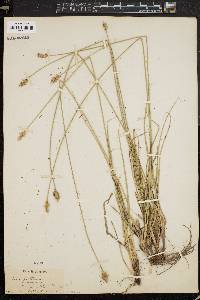 Carex festucacea image