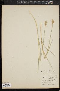 Carex foenea image