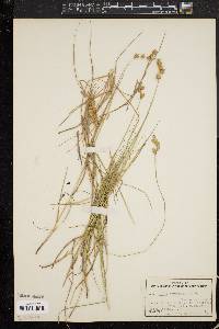 Carex straminea image