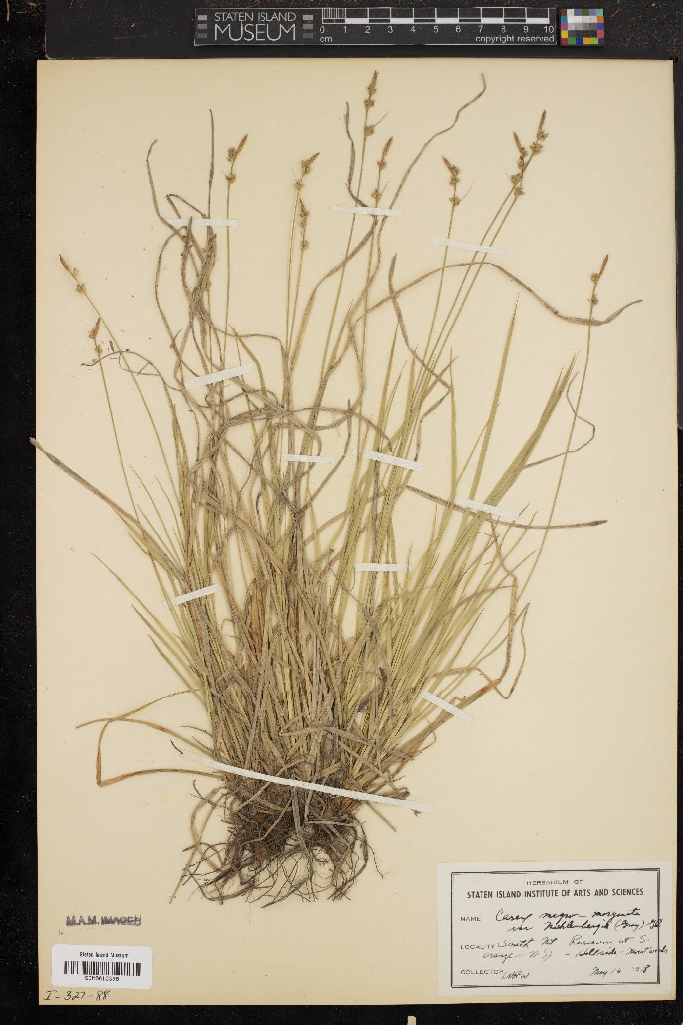 Carex nigromarginata var. muehlenbergii image