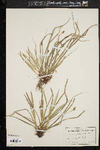 Carex pedunculata image