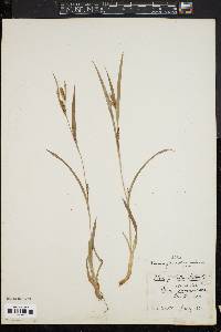 Carex glaucodea image