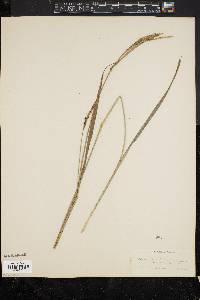 Carex sullivantii image