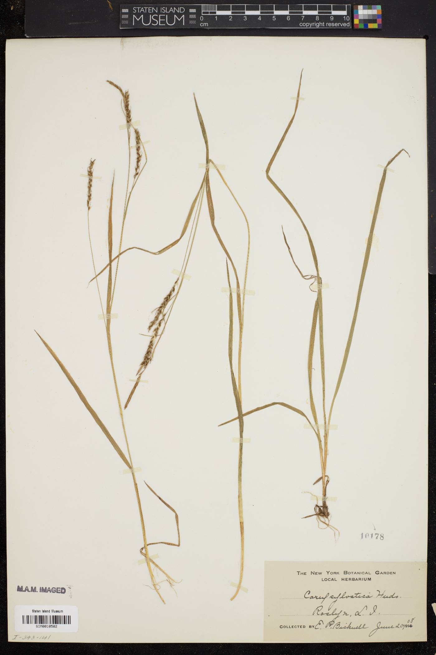 Carex sylvatica image