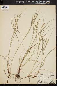 Carex debilis var. rudgei image