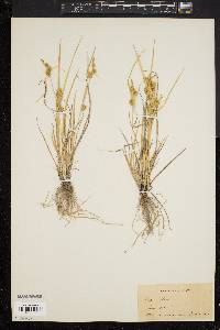 Carex flava image