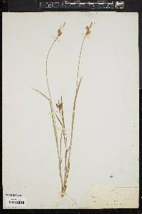 Carex pallescens image