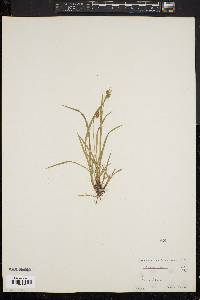 Carex pallescens image