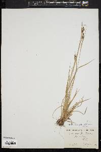 Carex complanata image