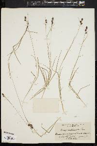 Carex complanata image