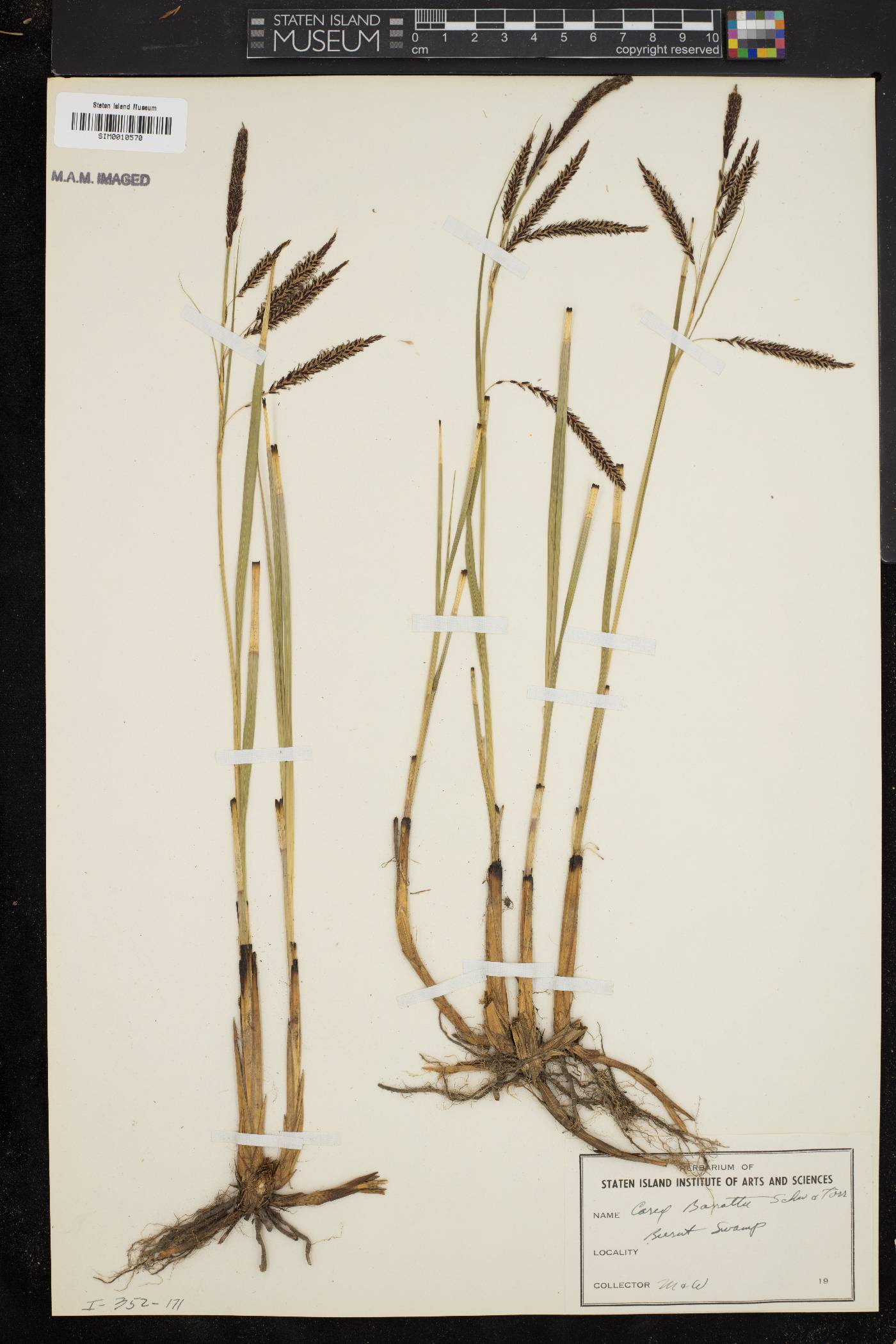 Carex barrattii image