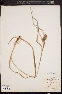 Carex typhina image