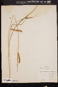 Carex vesicaria image