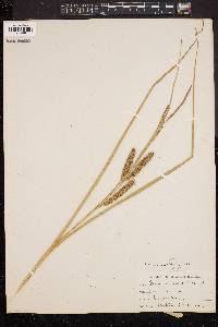 Carex rostrata image