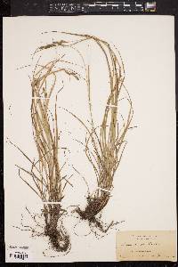 Carex triceps image