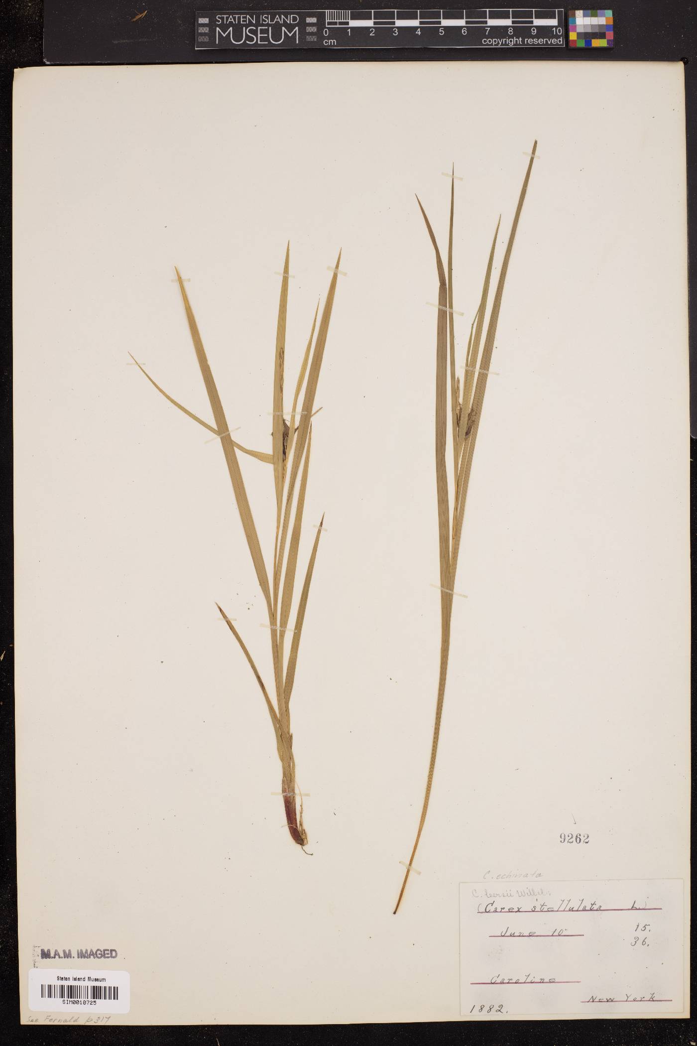 Carex stellulata image