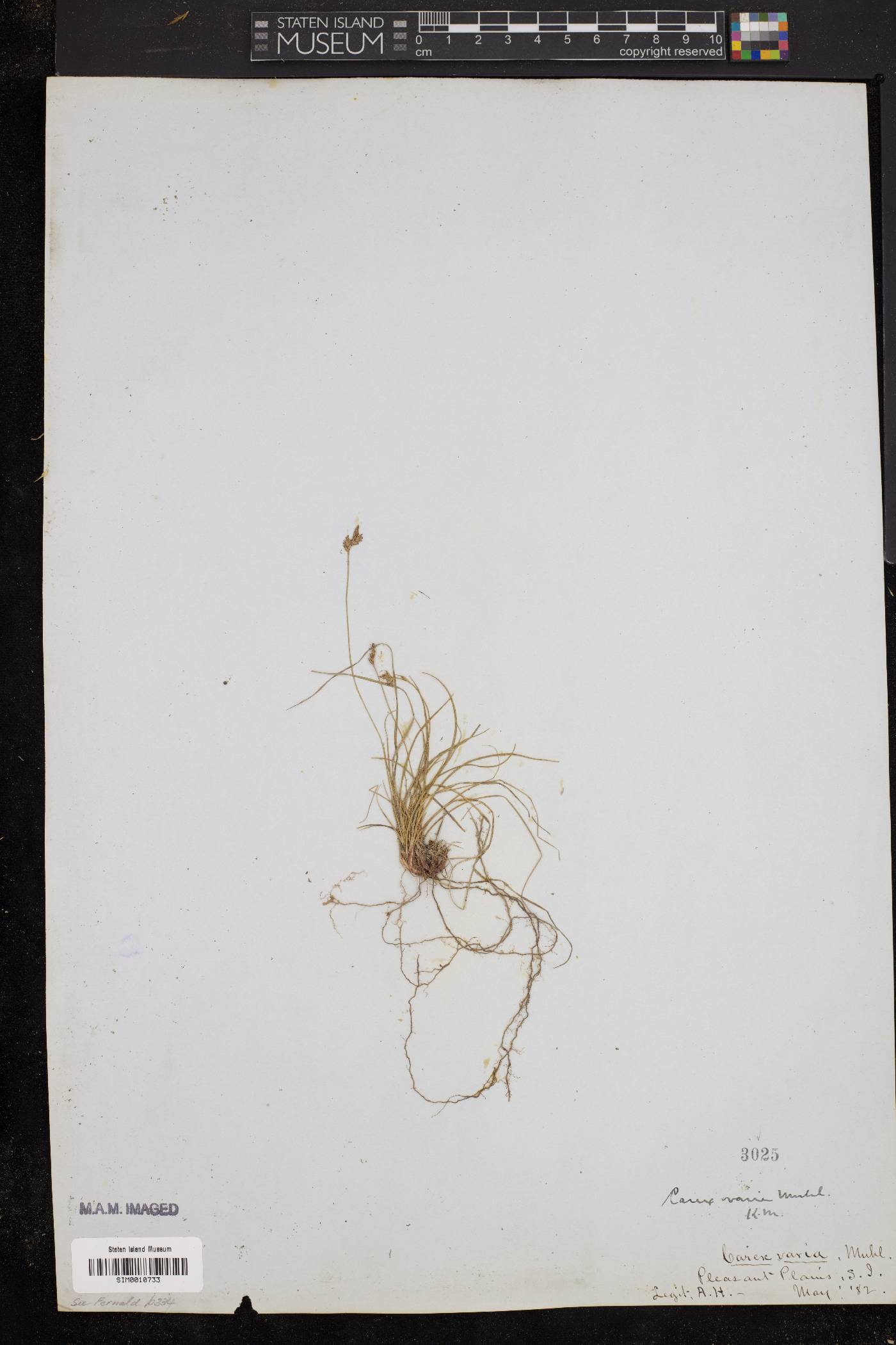Carex varia image