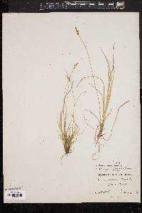 Carex varia image