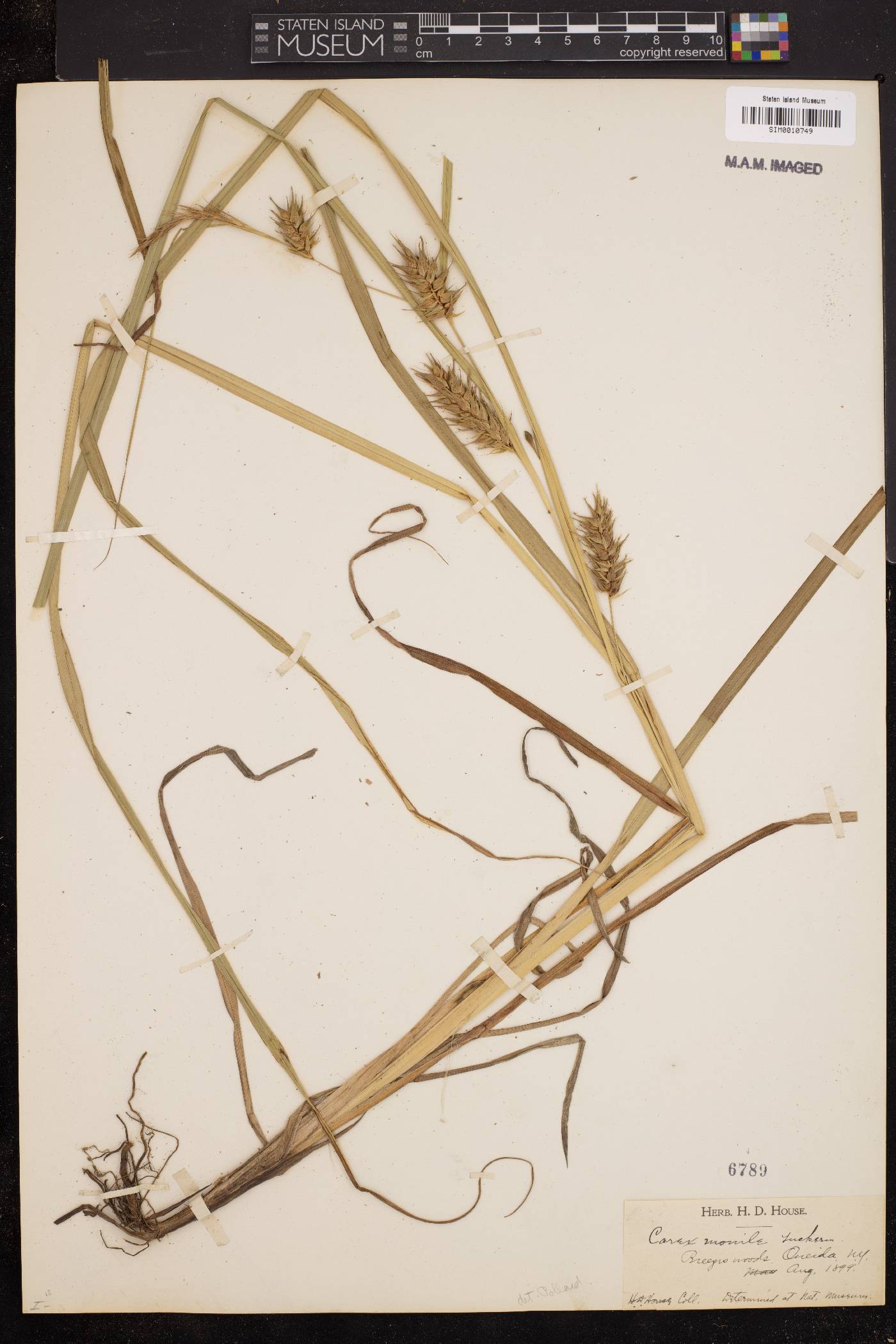 Carex monile image
