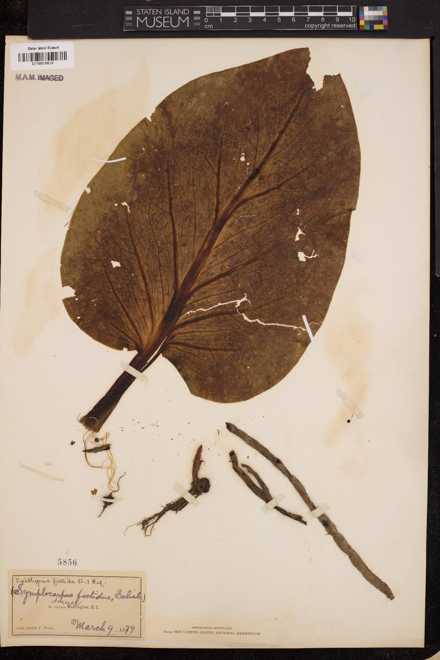 Spathyema foetida image