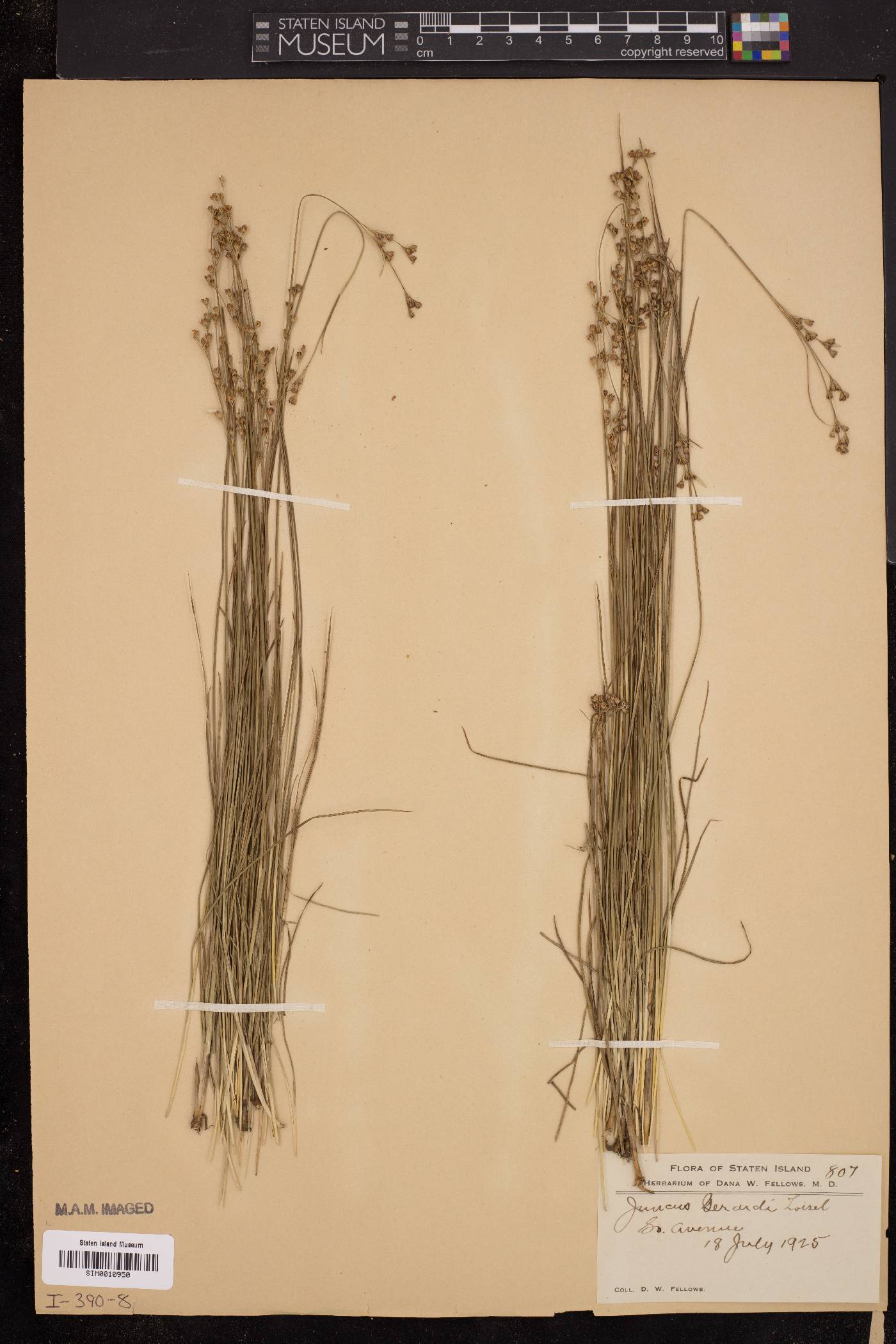 Juncus gerardii image