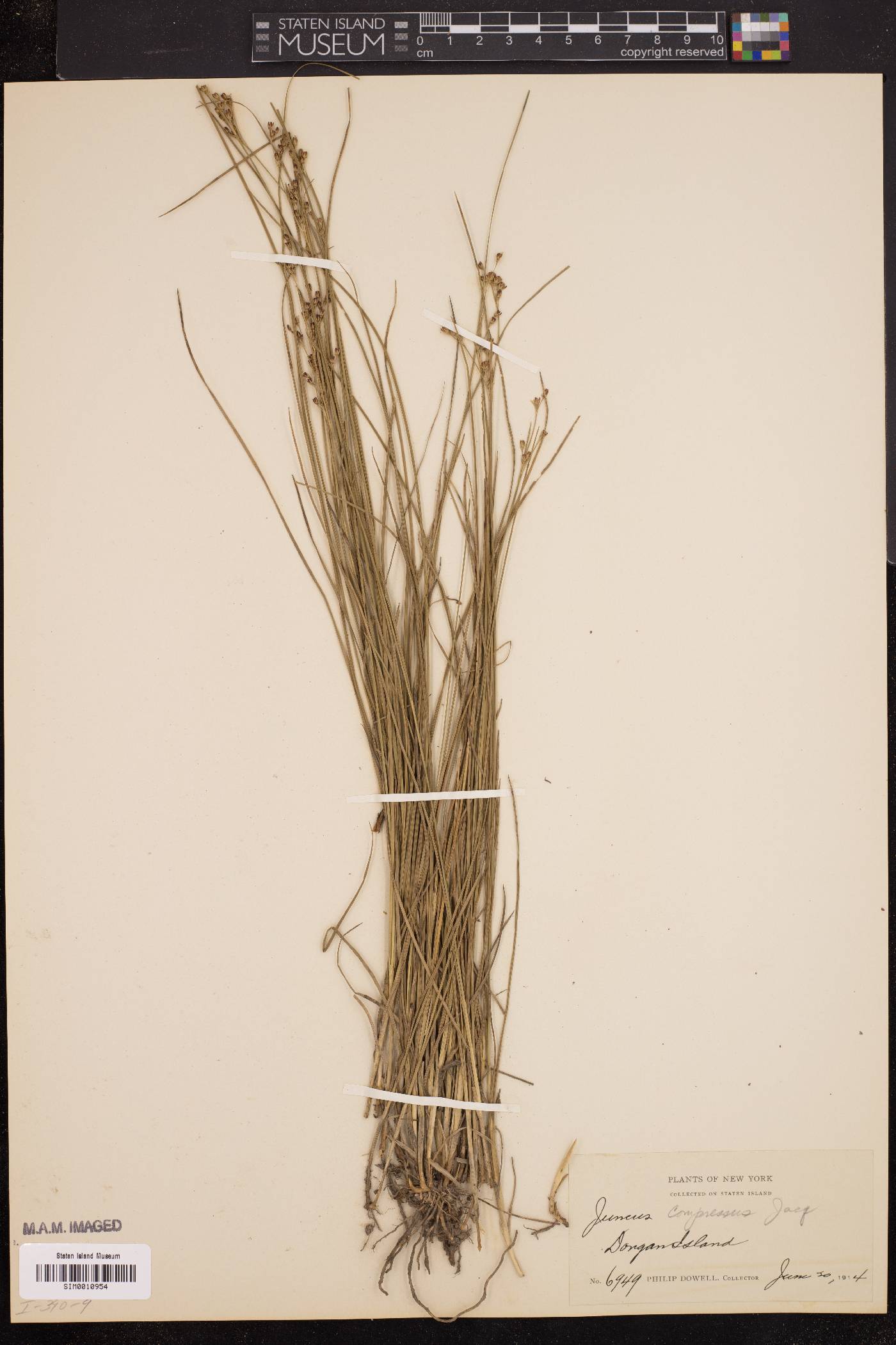 Juncus compressus image