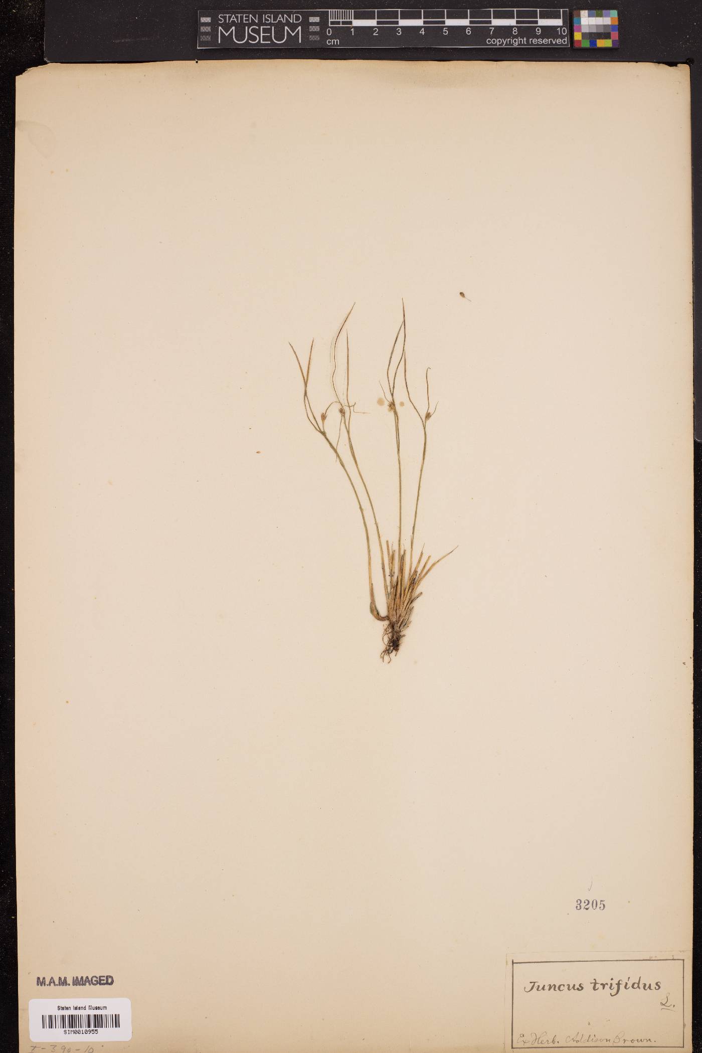 Juncus trifidus image