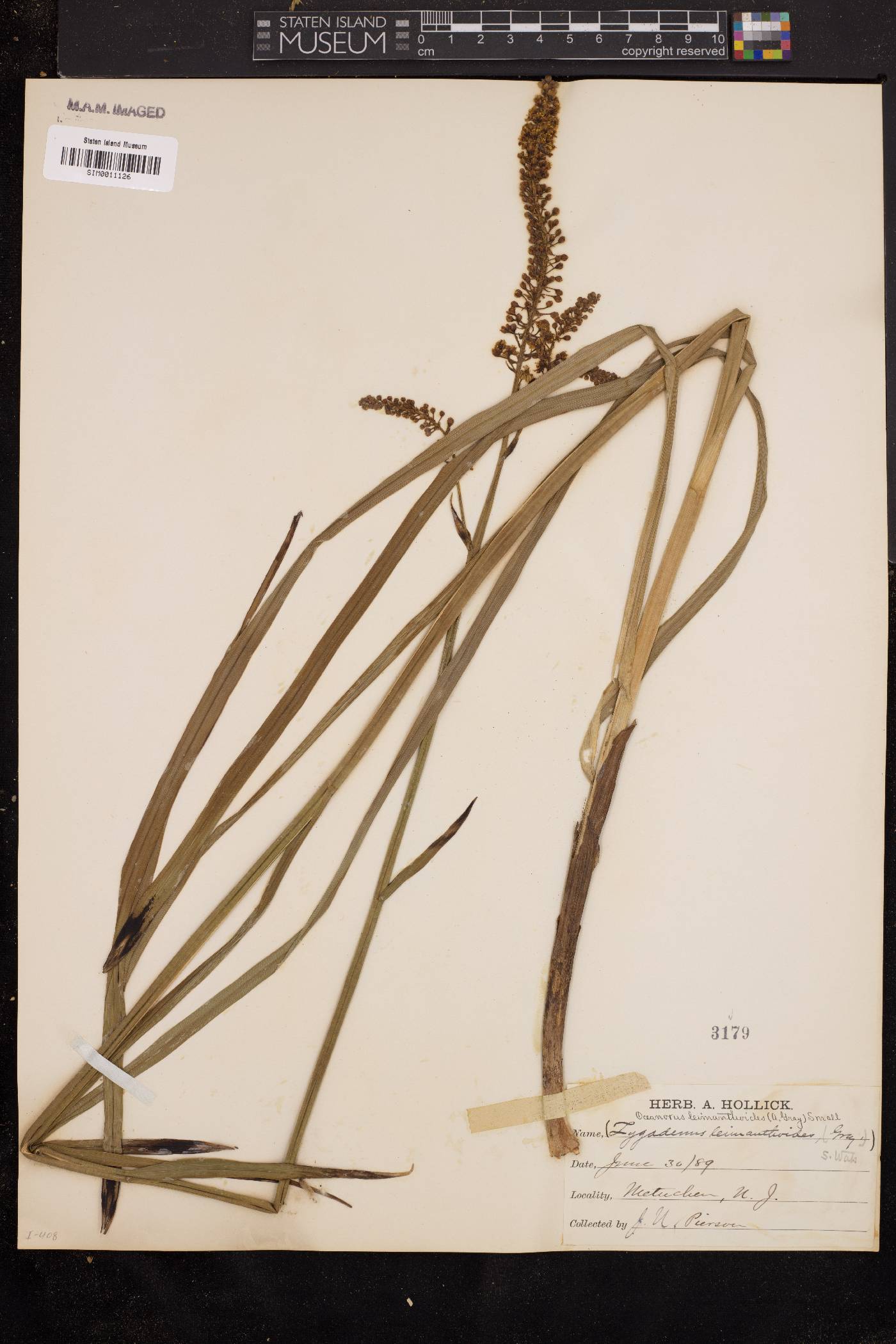 Oceanorus leimanthoides image