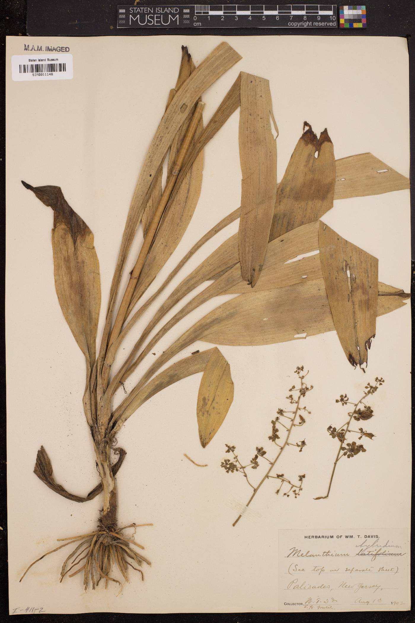 Veratrum hybridum image