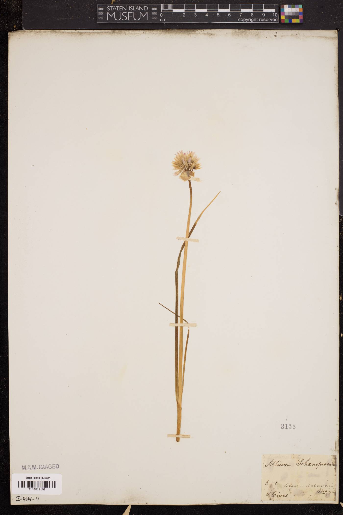 Allium schoenoprasoides image