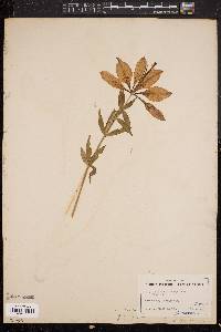 Lilium philadelphicum image